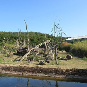 Takamanda - Drill/Diana Monkey/Forest Buffalo Exhibit