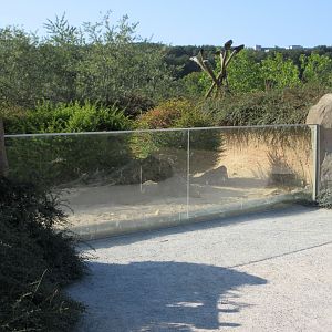 Takamanda - Banded Mongoose Exhibit