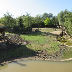 Takamanda - Bongo/Red River Hog/Impala Exhibit