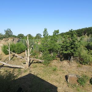 Takamanda - Chimpanzee Exhibit
