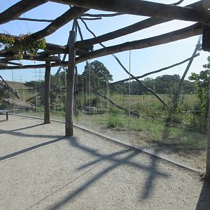 Takamanda - White-crowned Mangabey Exhibit