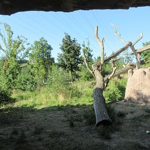 Takamanda - Chimpanzee Exhibit
