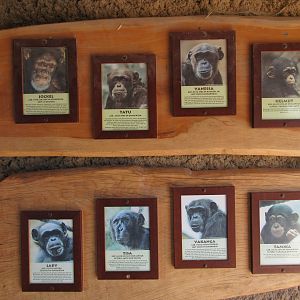 Takamanda - Chimpanzee Exhibit Signs