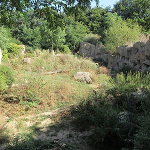 Takamanda - Spotted Hyena Exhibit
