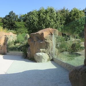 Takamanda - Spotted Hyena Exhibit