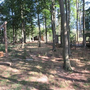 Manitoba - American Black Bear Exhibit