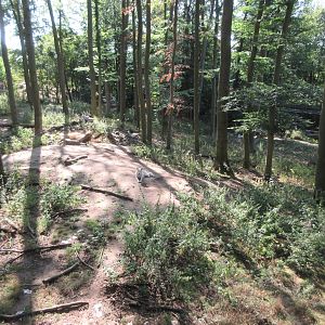 Manitoba - Wolf Exhibit