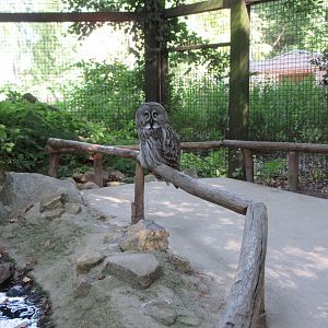 Manitoba - Great Grey Owl Aviary