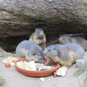 Manitoba - Alpine Marmots