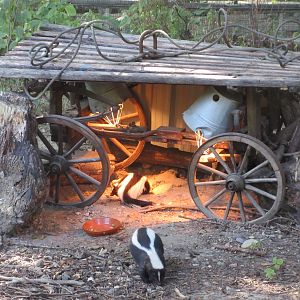 Manitoba - Striped Skunks