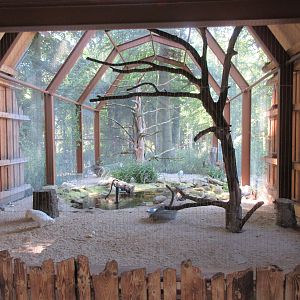 Manitoba - Snowy Owl Aviary
