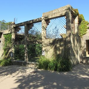 Angkor Wat - Sumatran Tiger Exhibit