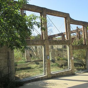 Angkor Wat - Red Panda/Tufted Deer Exhibit