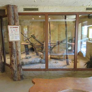 Desert House - Sand Cat Indoor Exhibit
