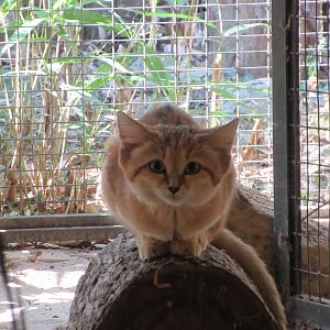 Desert House - Sand Cat