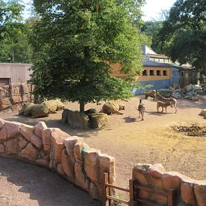 White Rhino/Chapman's Zebra/Red River Hog Exhibit