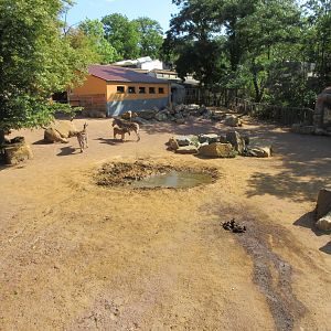 White Rhino/Chapman's Zebra/Red River Hog Exhibit