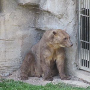 Kajanaland - Hybrid Bear