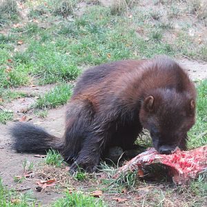 Kajanaland - Wolverine