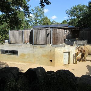 Bull Asian Elephant Yard (small section)