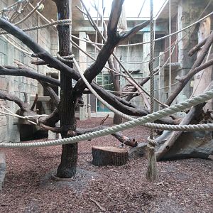 Angkor Wat - Bornean Orangutan/White-cheeked Gibbon Exhibit