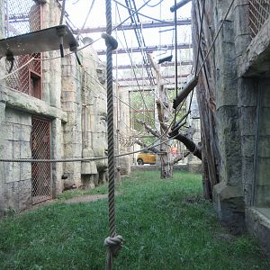 Angkor Wat - Bornean Orangutan/White-cheeked Gibbon Exhibit