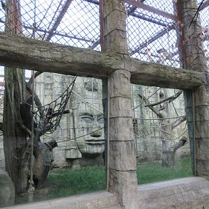Angkor Wat - Bornean Orangutan/White-cheeked Gibbon Exhibit