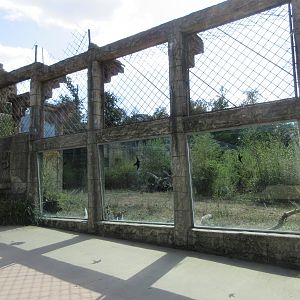 Angkor Wat - Sumatran Tiger Exhibit
