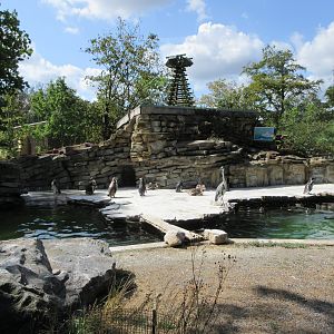 Humboldt Penguin Exhibit