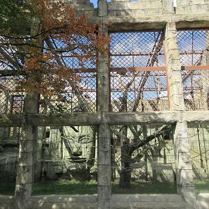 Angkor Wat - Siamang Exhibit