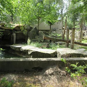 Syrian Brown Bear Exhibit