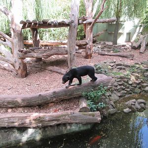 Malayan Sun Bear Exhibit