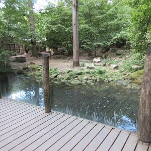 Wolf Exhibit - viewing area