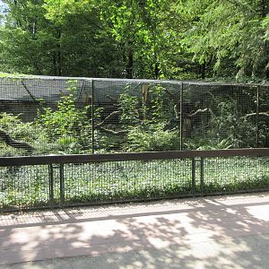 Yellow-throated Marten Exhibit #1