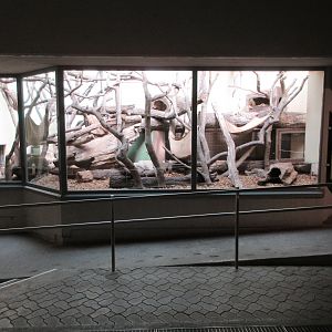 Malayan Sun Bear Exhibit - indoor viewing