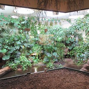 Smooth-fronted Caiman Exhibit