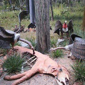 Vulture Diorama
