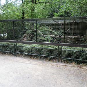 Yellow-throated Marten Exhibit #2