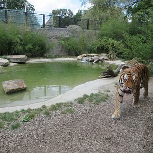 Amur Tiger Exhibit