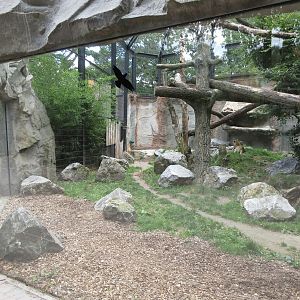 Persian Leopard Exhibit