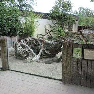 Indian Crested Porcupine Exhibit