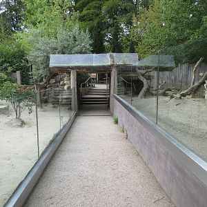 Meerkat + Indian Crested Porcupine Exhibits