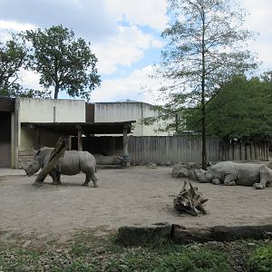 White Rhino Exhibit