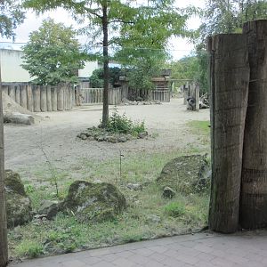 White Rhino Exhibit (with glass!)