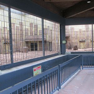 Amur Tiger Exhibit - indoor area