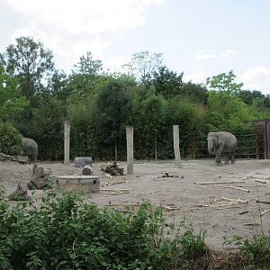 Asian Elephant Exhibit