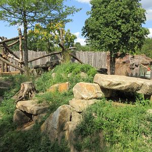 Lowland Gorilla/Red-capped Mangabey Exhibit #1