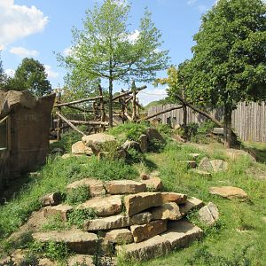 Lowland Gorilla/Red-capped Mangabey Exhibit #1