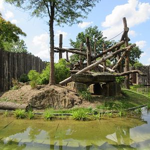Lowland Gorilla/Red-capped Mangabey Exhibit #2