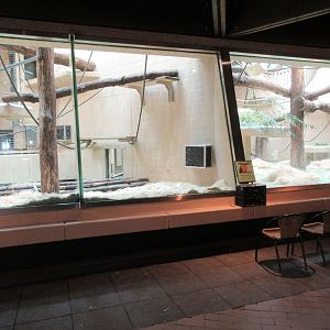 Lowland Gorilla/Red-capped Mangabey Indoor Exhibit